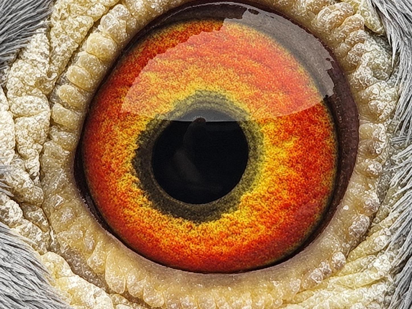 Pigeon eye